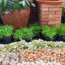 5LB Succulent and Cactus Pebbles, 1/5 Inch Jade Natural Decorative Polished Stones, River Rocks for Plants, Vases and Outdoor Gardening by CozyNest Decor