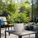 6 Inch Ceramic Plant Pot for Indoor Plants Outdoor Round Planter Flower Pot with Drainage Hole and Saucer for Home Garden Office Decor White by CozyNest Decor