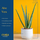 Costa Farms Aloe Vera, Live Succulent Plant, Easy Care Indoor Houseplant in Modern Décor Planter, Room Air Purifier, Tabletop, Office, Desk or Home Décor, Birthday, Gardening Gift, 10-12 Inches Tall by GreenHaven Gardens