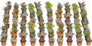 Costa Farms Succulents (100 Pack), Live Mini Succulent Plants, Grower's Choice Live Houseplants, Potted in Nursery Plant Pots, Potting Soil, Gift for Bulk Baby Shower, Bridal Shower, DIY Room Decor by GreenHaven Gardens
