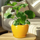 8 Inch Plant Pot - Glaze Modern Round Ceramic Planter for Indoor Outdoor Plants with Drainage Hole and Saucer for Home Patio Room Office Decor, Yellow by GreenHaven Gardens