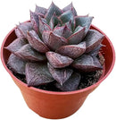 Live Succulent Plants Echeveria 'Purpusorum', Easy Care Potted Succulents, Approx 4" D x 6" H, Indoor Houseplant, Unique Gifts, Home Office Décor by GreenHaven Gardens
