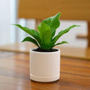 D'vine Dev 3.5 Inch Ceramic Planter Pot with Drainage Hole and Saucer, Indoor Cylinder Round Planter Pot, Oatmeal, 94-O-A-8 by GreenHaven Gardens