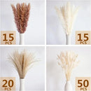 100 PCS Dried Flowers Pampas Grass Bouquet, Boho Table Decor, Bunny Tails Dried Flowers, Brown Pompas, White Pampas Grass for Wedding, Home, Rustic Party, Baby Shower Decorations by CozyNest Decor