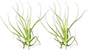 Air Plants - Tillandsia Straminea Jumbo 6-9" - 2ct - Live Arrival Guaranteed - House Plants for Home Decor & Gift by GreenHaven Gardens