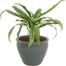 Sunnydaze Chalet Large Ceramic Plant Pot - Round Outdoor Glazed Ceramic Planter Pot with Drainage - Gray - 14.5" by CozyNest Decor