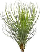 Air Plants - Tillandsia Andreana, Large 4-6" - 3ct - Live Arrival Gauranteed - House Plants for Home Decor & Gift by GreenHaven Gardens
