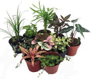 Terrarium & Fairy Garden Plants - 10 Plants in 2" pots by GreenHaven Gardens