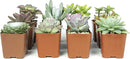 Altman Plants, Live Succulents Plants Live Houseplants (12PK), Succulents Live Plants Live House Plants Indoors Live, Live Cactus Plants Live Cacti Succulent Plants Live Indoor Plants Live Houseplants by GreenHaven Gardens