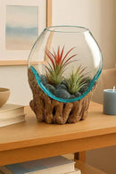 OMA Molten Glass on Driftwood – Hand Blown Vase, Terrarium, or Planter for Coastal & Boho Home Décor Centerpieces (6" - 7" High) by CozyNest Decor