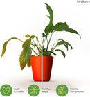 Molly's Aroid Mix - Premium Soilless Chunky Potting Mix for Tropical and Indoor Plants - Contains Orchiata Bark, Coco Chips, Worm Castings, Horticultural Charcoal, Mycorrhizae 5 Dry Quarts by GreenHaven Gardens