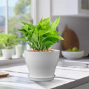 6 inch Plastic Nursery Pots, Seedling Pots, 16 Pack Plant Pots for Small Indoor Outdoor Plants, Flower Pots with Drainage Holes and Saucers, Decorative Planters for House Plants, White by GreenHaven Gardens