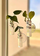 The Little Window Propagator | Window Propagation Station with Removable Glass Tubes, Indoor Plant Clippings, Cut Flowers, Herbs, Succulents | Home Decor | Plant Lover Gift (3) by GreenHaven Gardens