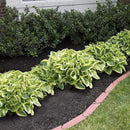Amazing Deal - 24 Hosta Bare Roots Plants w/Planting Shovel - Mixed Heart-Shaped, Rich Green Foliage, Attracts Butterflies, Hummingbirds & Pollinators, Low Maintenance & Extremely Hardy - Zones 3–9 by GreenHaven Gardens
