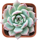 Live Succulent Echeveria Prism, Approx 2-inch Large, Potted Succulents, Fully Rooted, Easy Care House Plants by GreenHaven Gardens