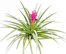 Air Plants - Flowering Tillandsia Stricta Large 5" - 1ct - Live Arrival Guaranteed - House Plants for Home Decor & Gift by GreenHaven Gardens