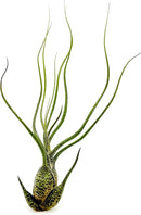 Live Air Plants - Tillandsia Butzii, Jumbo 7-9" - 1ct - Live Arrival Guaranteed - House Plants for Home Decor & Gift by GreenHaven Gardens