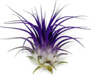 Ionantha Guatemala Tillandsia Air Plant, Guatemala Tillandsia Live Airplant, Healthy Arrival Guaranteed, Great Indoor Plant, Home Decor & Gift (Purple) by GreenHaven Gardens