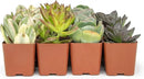 Succulents Plants Live (20PK) Potted Succulent Plants Live House Plants, Cactus Plants Live Plants Indoor Plants Live Houseplants, Indoor Plant Succulents Live Plant House Plant by Plants for Pets by GreenHaven Gardens