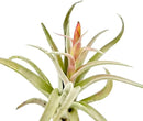Air Plants - Flowering Tillandsia Harrisii, Large 3-5" - 2ct - Live Arrival Guaranteed - House Plants for Home Decor & Gift by GreenHaven Gardens