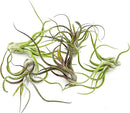 Air Plants - Flowering Tillandsia Caput Medusae, Large 5-7" - 5ct - Live Arrival Guaranteed - House Plants for Home Decor & Gift by GreenHaven Gardens