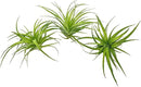 Live Air Plants - Tillandsia Geminiflora 1-3" - 3ct – ragnaroc Live Indoor Plant - Live Arrival Guaranteed - House Plants for Home Decor & Gift by GreenHaven Gardens
