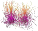 Thin Air Plant, Guatemala Tillandsia Live Airplant, Healthy Arrival Guaranteed, Great Indoor Plant, Home Decor & Gift (2 Rainbow