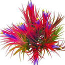 Tillandsia Plants, Red Tillandsia Air Plants Live, Combo 15 Succulents Plant Live, House Plant Indoor Outdoor, 2 Inc Tall by GreenHaven Gardens