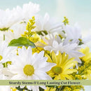 Clovers Garden Coreopsis Moonbeam (Tickseed) Plants – Two (2) Live Plants – Non-GMO - Not Seeds - Each 4" to 8" Tall – in 4" Inch Pots – Hardy Flowering Perennial, Pollinator Favorite by GreenHaven Gardens