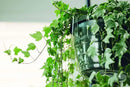 Curtis Wagner Plastics Hanging Basket Drip Pans (5-Pack) | Clear, Round (Diameter = 6.25" Base, 8" Top, 3.5" Depth) Hanging Plant Tray Saucer with Built-in Hooks & Water Catcher for Indoor & Outdoor by GreenHaven Gardens