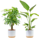 Costa Farms Live Plants (2-Pack), Money Tree and Bird of Paradise, Easy to Grow Large Indoor Outdoor Houseplants in 10-Inch Plant Pots, House Plant Gift, Office, Living Room, Home Decor by GreenHaven Gardens
