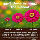NatureZ Edge Zinnia Seeds for 2025 Planting Outdoors, Over 16,500 Flower Seeds, 1/4 lb, Non GMO Made in USA, Bulk Semillas De Flores para Sembrar, California Giants, Easy to Grow Zinnia Seed Mix by GreenHaven Gardens