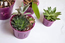 rePotme Cactus & Succulent Food - Feed ME! Fertilizer (8 Oz), Makes 96 Gallons of Fertilizer by GreenHaven Gardens