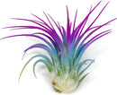 Ionantha Guatemala Tillandsia Air Plant, Guatemala Tillandsia Live Airplant, Healthy Arrival Guaranteed, Great Indoor Plant, Home Decor & Gift (Rainbow) by GreenHaven Gardens