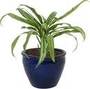 Sunnydaze Chalet Large Ceramic Plant Pot - Round Outdoor Glazed Ceramic Planter Pot with Drainage - Imperial Blue - 14.5" by CozyNest Decor