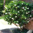 Gardenia Veitchii - Everblooming - Gardenia Jasminoides. Fragrant Evergreen Shrub with Glossy Foliage and Pure White Blooms, Perfect for Pots, Borders, or Gardens (2 Gardenia Veitchii Plants in Sac) by GreenHaven Gardens