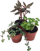 Terrarium and Fairy Garden Plants - 3 Plants in 2 inch pots by CozyNest Decor