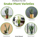 Perfect Plants Organic Snake Plant Soil in 4qt. Bag | Coco Coir Based Potting Mix Snake Plant Varieties by GreenHaven Gardens