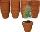 BUZZY Seeds Spruce Terracotta Mini Grow Pots | Tree Starter Kit for Kids & Adults | Bulk 20-Pack | Guaranteed to Grow | Best Indoor Grow Your Own Gardening Gift | Craft & Classroom Projects by GreenHaven Gardens