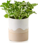 Nihow Self Watering Plant Pot: 6 Inch Ceramic Planter with Drainage Hole & Water Storage Plus for Indoor & Outdoor Plants - Cylinder Round Flower Pot for Succulent/Herbs/Violets - White & Nature by CozyNest Decor