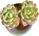 FWPP Live Succulents Plants Echeveria Love Song 2 Heads 3 inches,Rare Succulents Bare Root Without Pot Soil, Live Plants Indoor Office Decoration Wedding and Gift by GreenHaven Gardens