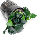 Anubias Live Aquarium Plants - Potted Freshwater Plant for Fish Tanks, Terrariums - Beginner Friendly Low Light (Barteri Petite Round, 1 Pot) by GreenHaven Gardens