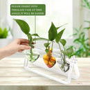 Plant Terrarium Propagation Stations with Acrylic Stand Birthday Gifts for Women Plant Stand Indoor Office Home Decor by GreenHaven Gardens