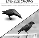 NACH Cast Iron Crow Statue, Head Down Raven, Large Garden Statues, Crow Garden Sculpture, Bird Figurines Home Decor, Crow Decor, Raven Decor, Black Bird Statue, 10 x 3.5 x 6 inches, JS-90-7117 by GreenHaven Gardens