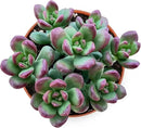 Live Succulents Sedum lucidum Obesum (4-inch), Succulent Plants Fully Rooted in Pots with Soil, Easy-Care House Plant for DIY, Home Office Decor, Wedding Party Favor by GreenHaven Gardens