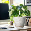Ceramic Pots for Plants - 8 Inch Plant Pot with Drainage Hole and Saucer Large Planter Pot for Indoor Plants Outdoor Modern Flower Pot Home Decor White by CozyNest Decor