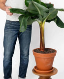 Premium Banana Tree Potting Mix - Expertly Formulated Blend for Optimal Growth and Fruit Production - Ideal for All Varieties of Banana Trees (2 Quart) by GreenHaven Gardens