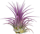 Ionantha Guatemala Tillandsia Air Plant, Guatemala Tillandsia Live Airplant, Healthy Arrival Guaranteed, Great Indoor Plant, Home Decor & Gift (Lavender) by GreenHaven Gardens