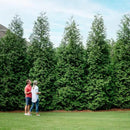 Brighter Blooms - Thuja Green Giant, 2-3 Feet - Live Plant - No Shipping to AK, AZ, HI, OR by GreenHaven Gardens
