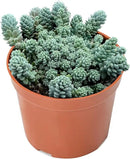 4-inch Succulent Cluster Sedum Dasyphyllum, Live Succulents Plants Fully Rooted in Pots with Soil, Easy-Care House Plants for DIY, Home Office Decoration by GreenHaven Gardens
